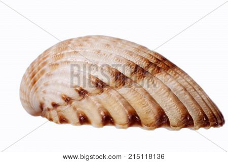 Sea shell of bivalvia isolated on white background close up