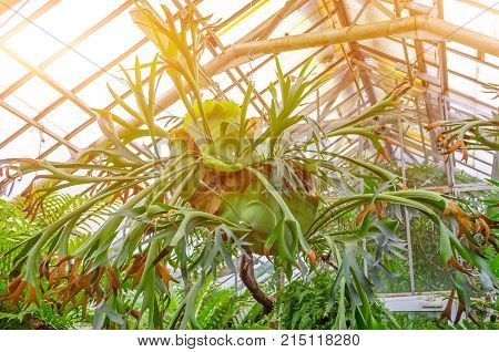 Plants Growing In The Air Hanging On Trees In The Rainforest.