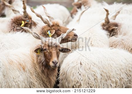 Racka Shape on the farm of Hungary