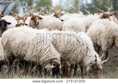 Racka Shape Of Hungary
