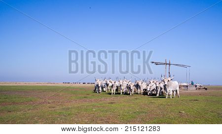 The hungarian grely cattle herd on hungary Hortobágy