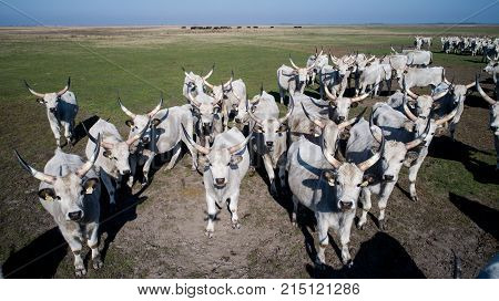 The hungarian grely cattle herd on hungary Hortobágy