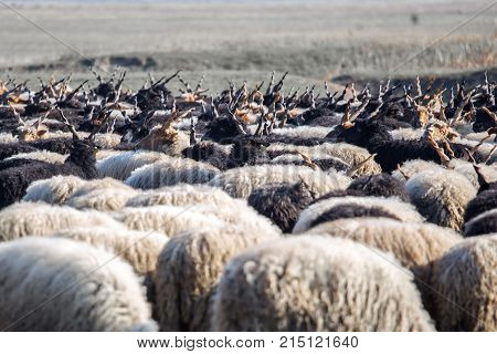 Racka Shape of Hungary on Hortobágy .