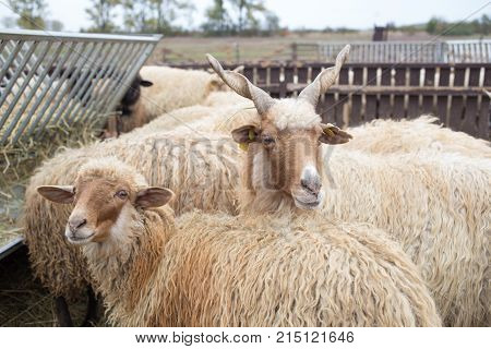 Racka Shape Of Hungary