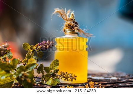 Ocimum tenuiflorum,Holy Basil leafs on rusted wooden surface with extracted oil of holy basil.