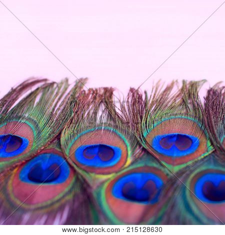 Bright texture of natural peacock feathers. Tinted effect decorative background