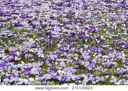 View Of Pink White Color Crocus Flower Field