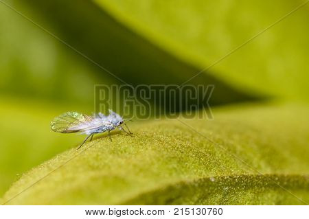 The Woolly Apple Aphid Wolly Aphid Or American Blight Is An Aphid In The Superfamily Aphidoidea. It 