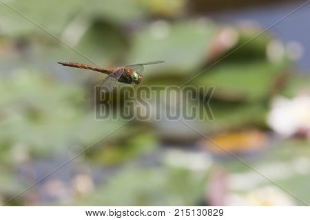 Close up of a dragonfly flying against a green and blur background