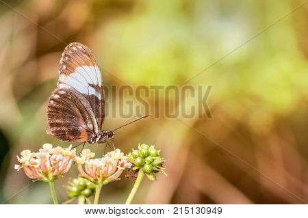 Greta oto transparent winged butterfly resting on a green leaf disposing her eggs in a butterflies farm