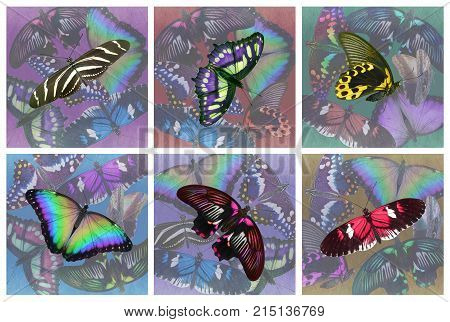 Set of six butterfly drinks coasters - 6 different multicoloured collage style realistic butterfly drinks mats 100mm square plus 3mm bleed ready for print
