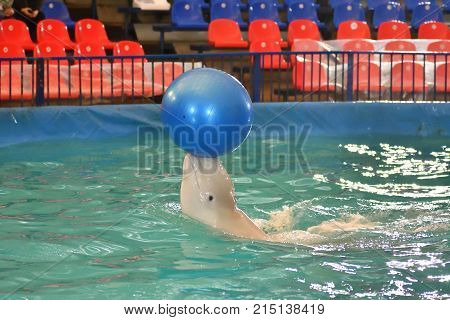 Belukha (LAT. Delphinapterus leucas) type of toothed whales performs an exercise with a ball