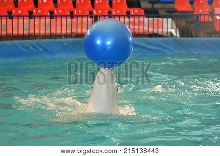 Belukha (LAT. Delphinapterus leucas) type of toothed whales performs an exercise with a ball
