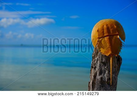 Cacerola de mar Limulus polyphemus horseshoe crab in Mexico