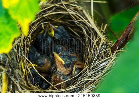 the Chicks in the nest yellow mouths asking for food or open their mouths