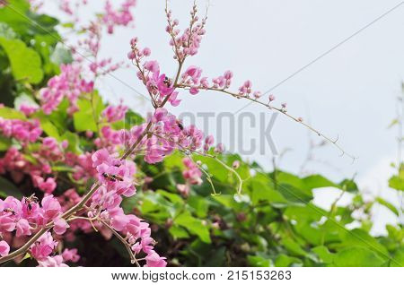 Mexican Creeper, Coral Vine background, Antigonon Leptopus.