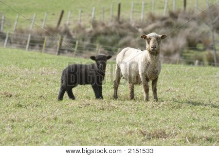 Cordero negro & Ewe
