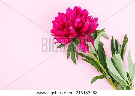 Red peony flower with leaves on stem. Studio Photo