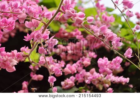 Coral Vine background, Mexican Creeper, Antigonon Leptopus.