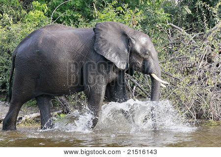 Wandern in den Chobe river
