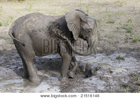 Nachdem ein Elefant-Bad