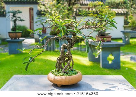 Bonsai tree in a pot on a stone table in sunlight in BaiHuaTan public park, Chengdu, China