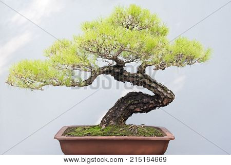 Twisted bonsai pine tree in a pot against a grey wall in BaiHuaTan public park, Chengdu, China