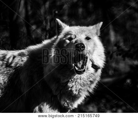 White Arctic wolf (Canis lupus arctosportrait) black and white