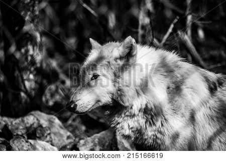 White Arctic wolf (Canis lupus arctosportrait) black and white, in the forest