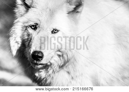 White Arctic wolf (Canis lupus arctosportrait), closeup, black and white