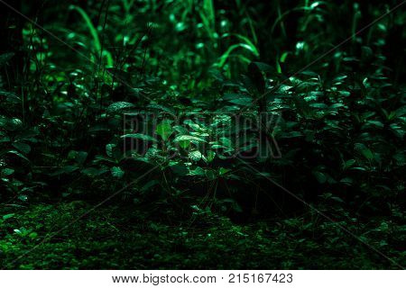 Low light green leaf at cloundy background.