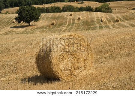 Landscape Near Ascoli Piceno At Summer