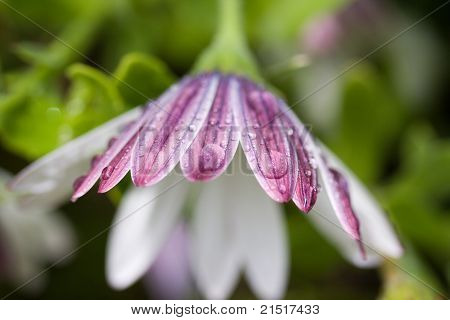 Lilla omvendt blomst efter regn
