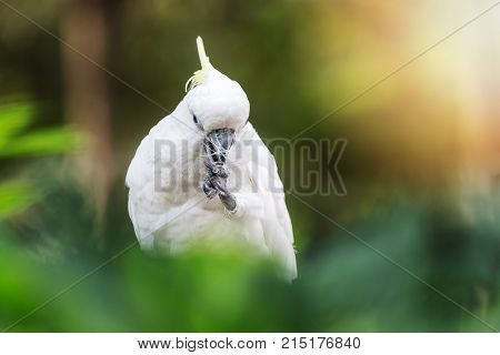 A cockatoo on a tree branch Cockatoo on a perch
