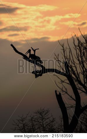 Silhouette of a Maribou Stork (Leptoptilos crumenifer) resting on a branch at sunset with an orange tinged sky and clouds in South Luangwa National Park Zambia.