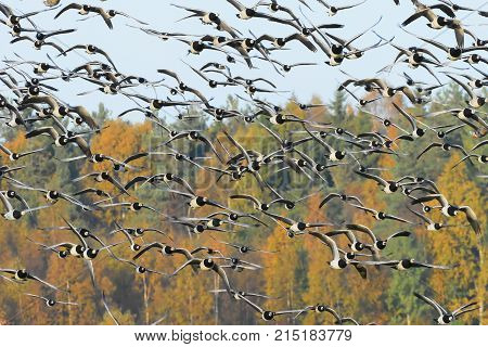 barnacle goose autumn migration animal bird fly