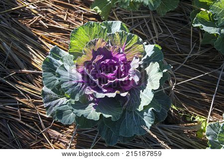 Organic Long-lived Cabbage in the garden with sunlight in northern of Thailand.
