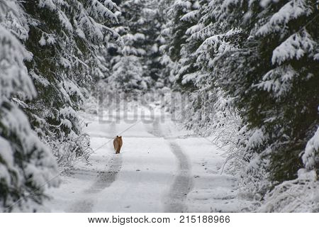 fox forest road animal snow winter vulpes vulpes