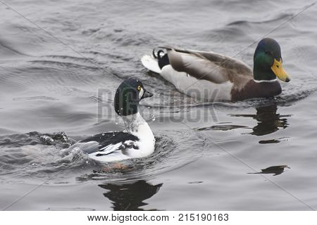 goldeneye mallad bird duck nature animal lake