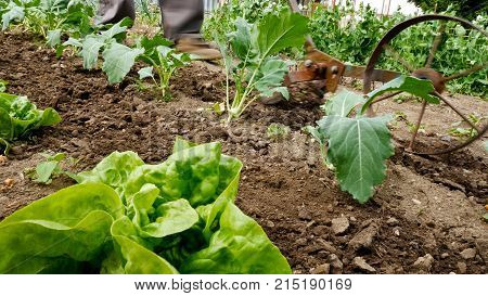 Old Man Weeding Kohlrabi Plant in the Garden.
