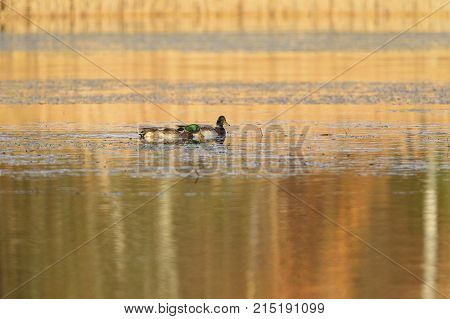 mallard male sun autumn duck bird  animal