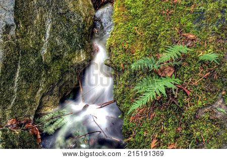 A little stream flows into a small water fall in Bellingham, WA.