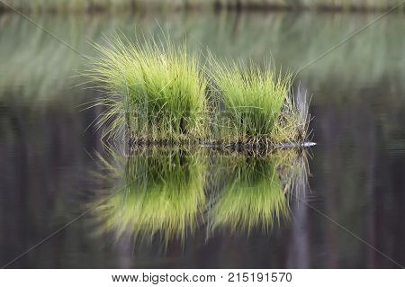 pond water lake hay calm green grass