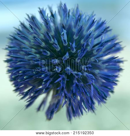 Blue Natural Background. Blue round Flower. Blue Flower over Blue Blurred Background. Globe Thistle Flowers.  Latin: Echinops exaltatus.