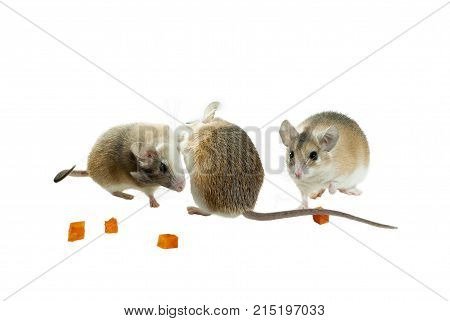 three light yellow spiny mouses with white bellys on a white background are playing among pieces of fruit or vegetables