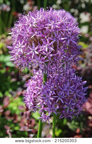 Beautiful Purple Allium flower (Decorative Onion) with green natural background. Perfect image for: pink alliums flowers close up head detail allium isolated with blurred background florist and gardening etc.