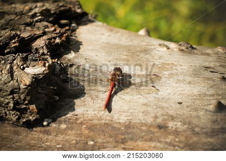 Cute Dragonfly sits in a tree a spring mood