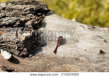 Cute Dragonfly sits in a tree a spring mood