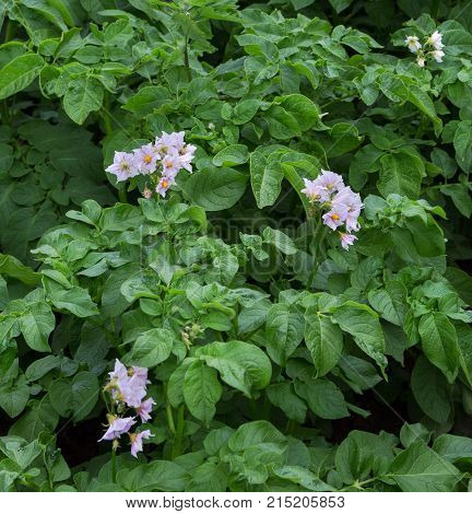 Potatoes plant. Blossom of potato flowers in the field.
