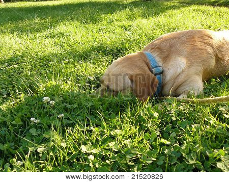 labrador dog